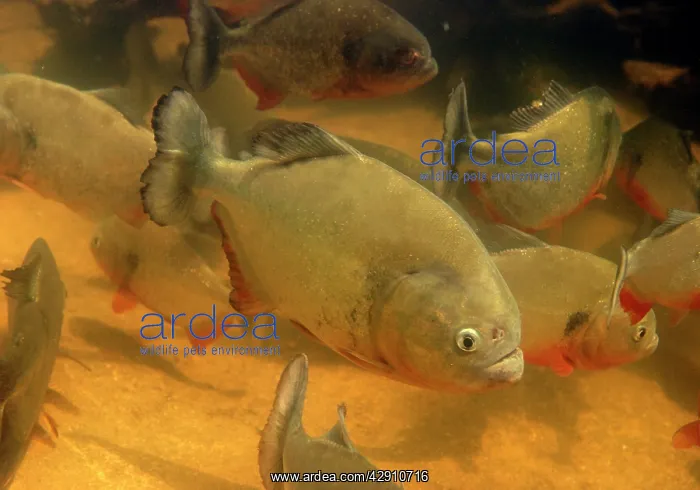 : Red-bellied PIRANHA : Red-bellied PIRANHA