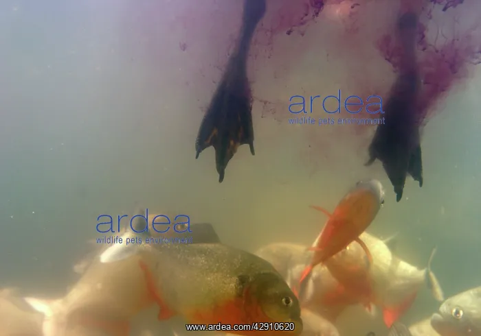 : Red-bellied Piranha - attracted to blood of bird : Red-bellied Piranha - attracted to blood of bird