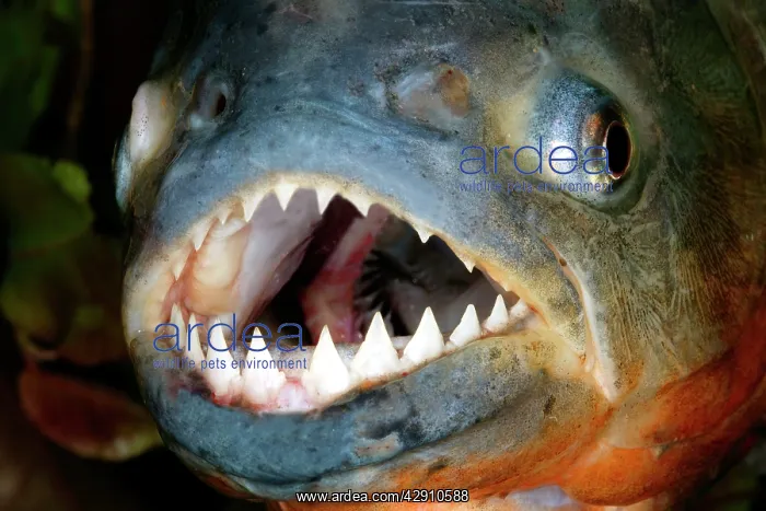 : Red-bellied PIRANHA - close-up of head and teeth : Red-bellied PIRANHA - close-up of head and teeth