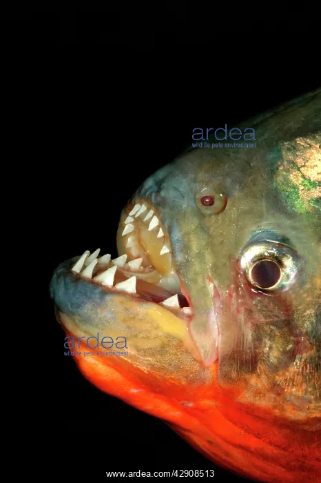 : Red-bellied Piranha - close-up of teeth : Red-bellied Piranha - close-up of teeth