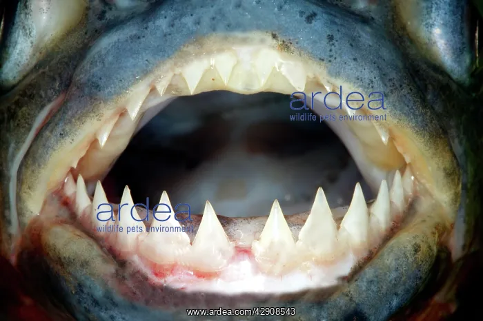 : Red-bellied Piranha - close-up of teeth : Red-bellied Piranha - close-up of teeth