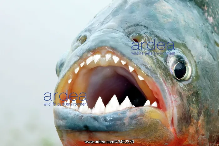: Red-bellied PIRANHA - close-up of teeth : Red-bellied PIRANHA - close-up of teeth