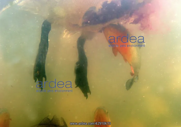 : Red-bellied Piranha - feeding on bird, underwater : Red-bellied Piranha - feeding on bird, underwater