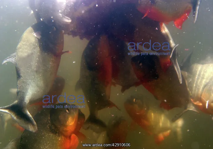 : Red-bellied Piranha - feeding frenzy underwater : Red-bellied Piranha - feeding frenzy underwater
