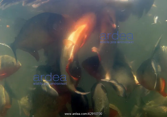 : Red-bellied PIRANHA - feeding frenzy underwater : Red-bellied PIRANHA - feeding frenzy underwater
