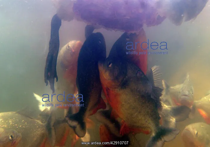 : Red-bellied PIRANHA - feeding frenzy underwater : Red-bellied PIRANHA - feeding frenzy underwater