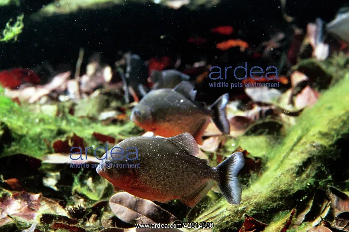 : Red-bellied Piranha - flooded forest : Red-bellied Piranha - flooded forest
