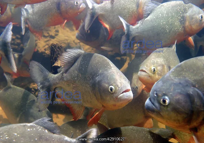 : Red-bellied Piranha - group underwater : Red-bellied Piranha - group underwater