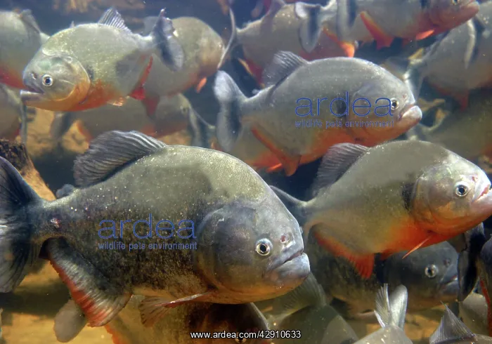 : Red-bellied Piranha - group underwater : Red-bellied Piranha - group underwater