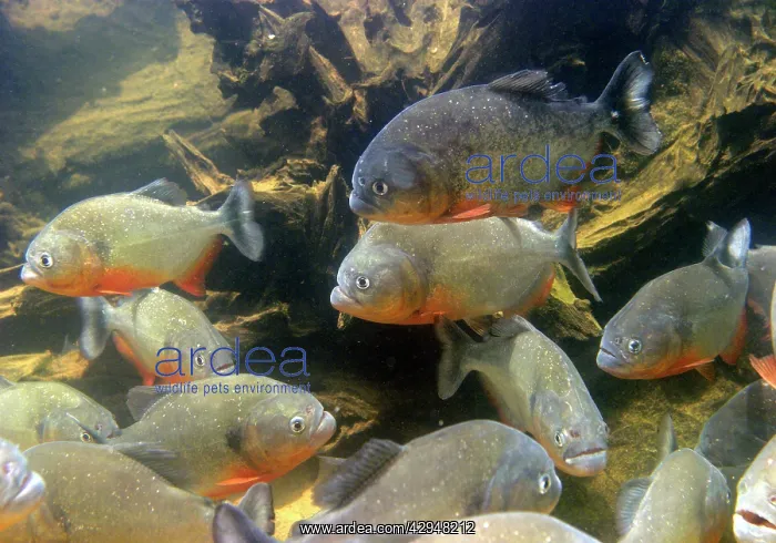: Red-bellied Piranha - group underwater : Red-bellied Piranha - group underwater