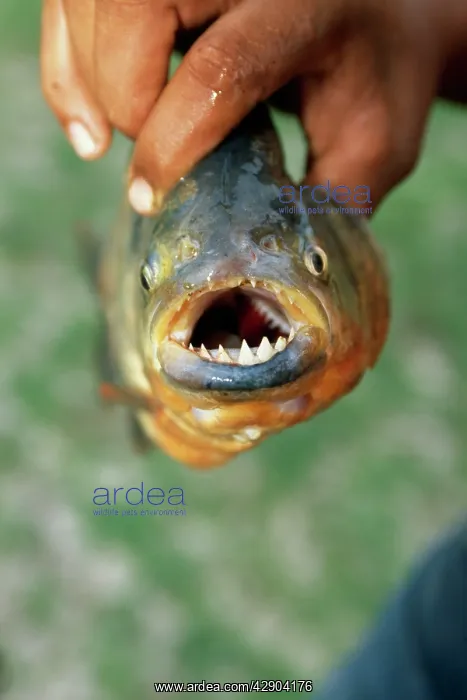 : Red-Bellied Piranha - Being held out of the water : Red-Bellied Piranha - Being held out of the water