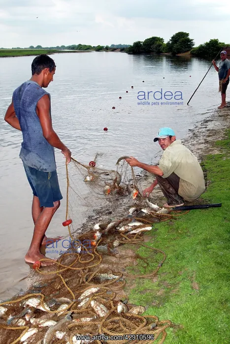 : Red-bellied Piranha - men fishing on riverbank : Red-bellied Piranha - men fishing on riverbank