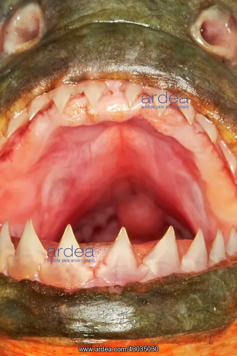 : Red-bellied Piranha or Red Piranha Amazon river : Red-bellied Piranha or Red Piranha Amazon river