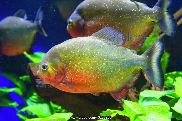 : Red-bellied Piranha or Red Piranha (Pygocentrus : Red-bellied Piranha or Red Piranha (Pygocentrus