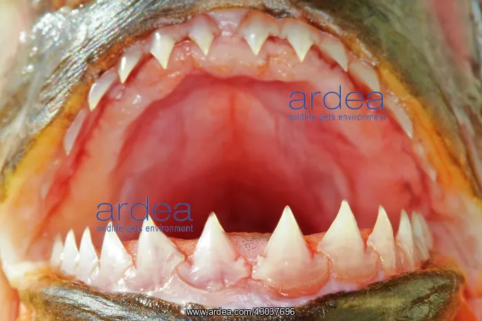 : Red-bellied Piranha or Red Piranha showing teeth : Red-bellied Piranha or Red Piranha showing teeth
