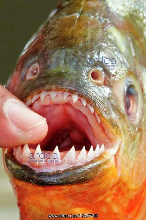 : Red-bellied Piranha or Red Piranha showing teeth : Red-bellied Piranha or Red Piranha showing teeth