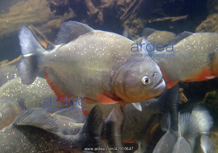 : Red-bellied Piranha - underwater : Red-bellied Piranha - underwater