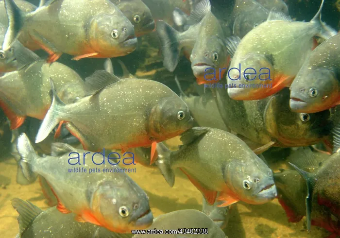 : Red-bellied Piranha - underwater : Red-bellied Piranha - underwater