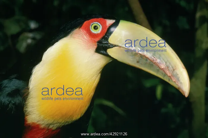 : Red-bellied / Red-Breasted Toucan : Red-bellied / Red-Breasted Toucan