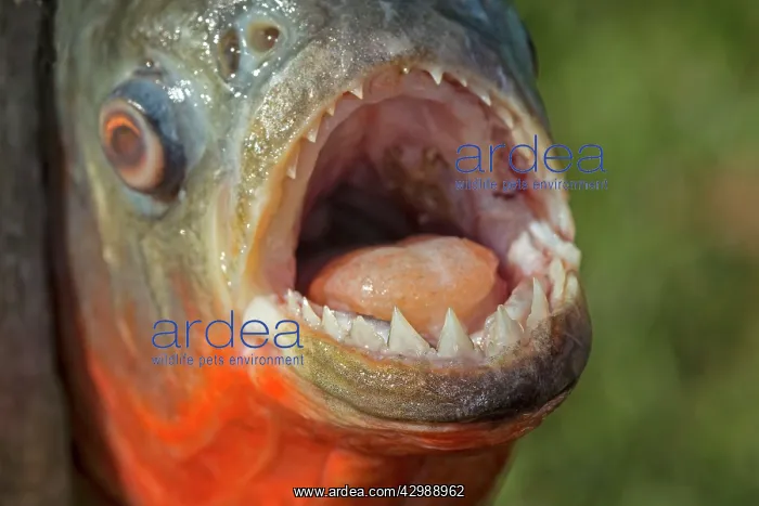 : Red-bellied / Red Piranha. Rio Negro, Amazon : Red-bellied / Red Piranha. Rio Negro, Amazon