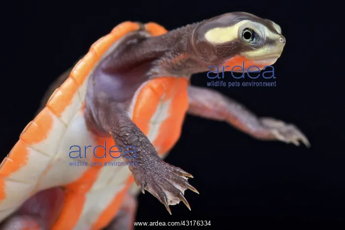 : Red-bellied Shortneck Turtle (Emydura subglobosa) : Red-bellied Shortneck Turtle (Emydura subglobosa)