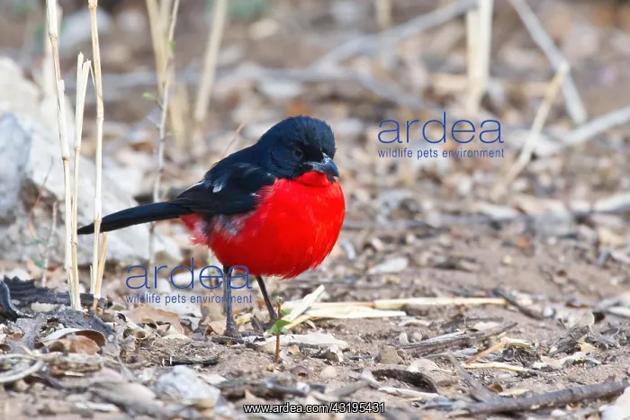 : Red-bellied Shrike (Laniarius atrococcineus), Etosha : Red-bellied Shrike (Laniarius atrococcineus), Etosha