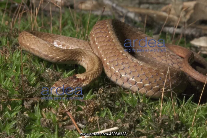 : Red-bellied Snake : Red-bellied Snake