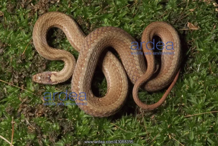 : Red-bellied Snake : Red-bellied Snake