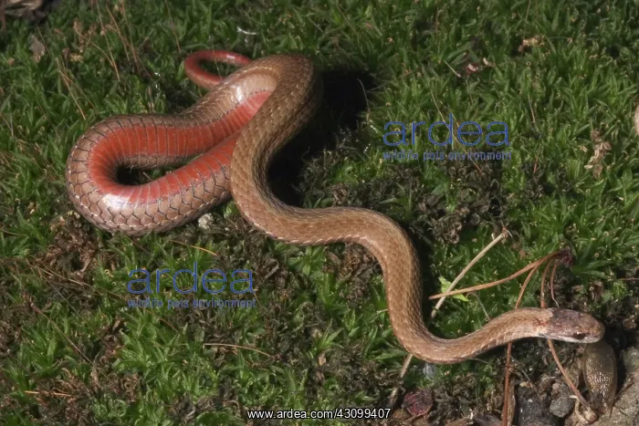 : Red-bellied Snake : Red-bellied Snake