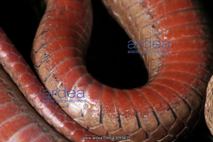 : Red-bellied Snake : Red-bellied Snake
