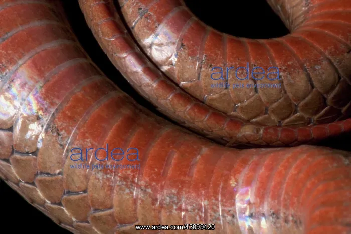 : Red-bellied Snake : Red-bellied Snake