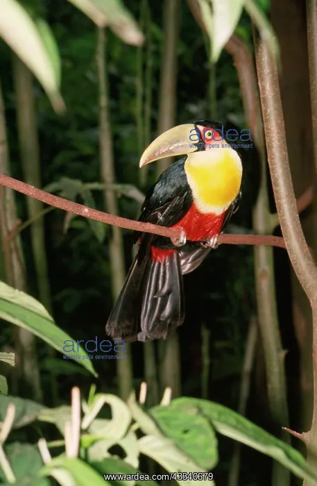 : Red-bellied Toucan : Red-bellied Toucan