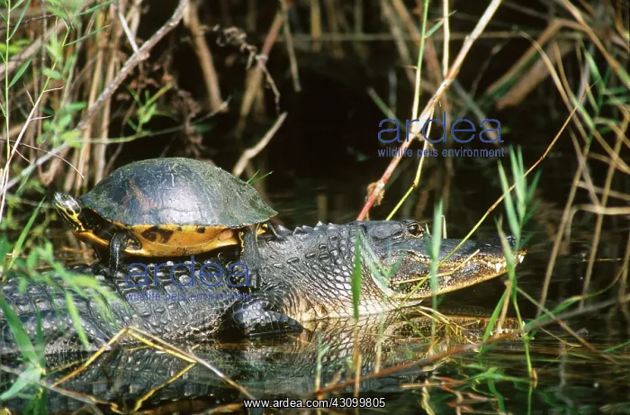 : Red-bellied turtle and alligator : Red-bellied turtle and alligator