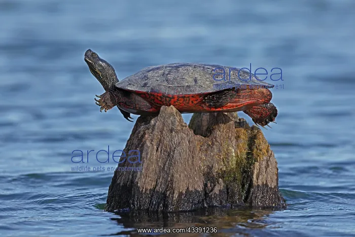 : Red-bellied turtle, (Northern Red-bellied Cooter) : Red-bellied turtle, (Northern Red-bellied Cooter)