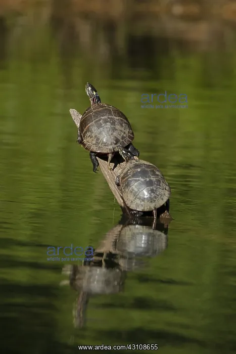 : red bellied turtle (Pseudemys rubriventris) Maryland : red bellied turtle (Pseudemys rubriventris) Maryland