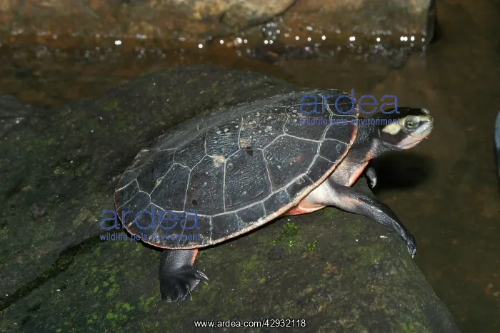 : Red-bellied Turtle / Short-necked Turtle - Found : Red-bellied Turtle / Short-necked Turtle - Found