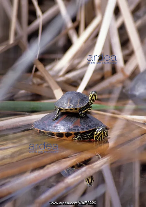 : Red-Bellied Turtles : Red-Bellied Turtles