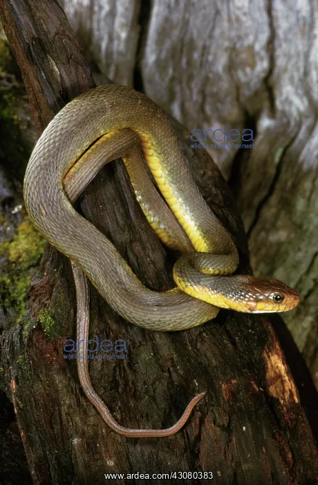 : Red-bellied Watersnake : Red-bellied Watersnake