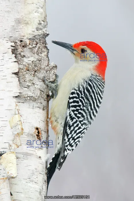 : Red-bellied Woodpecker : Red-bellied Woodpecker