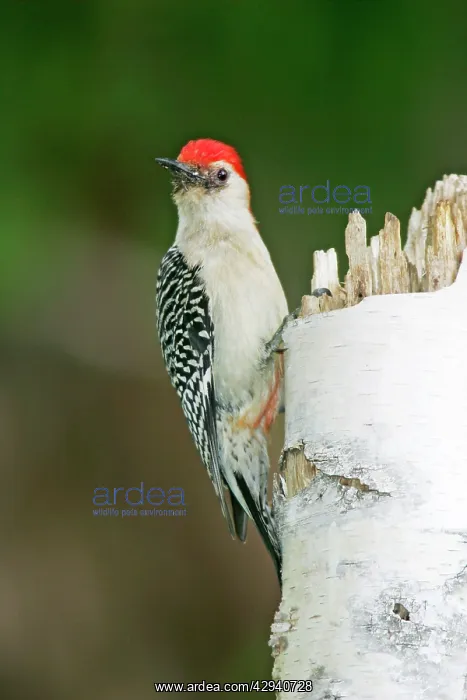 : Red-bellied Woodpecker : Red-bellied Woodpecker