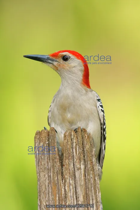 : Red-bellied Woodpecker : Red-bellied Woodpecker