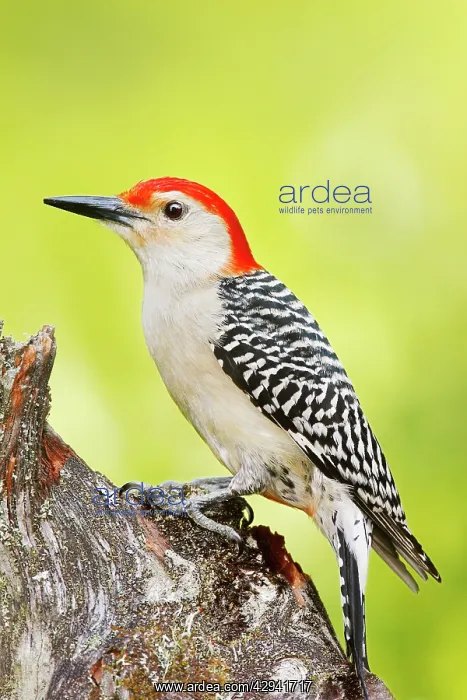 : Red-bellied Woodpecker : Red-bellied Woodpecker