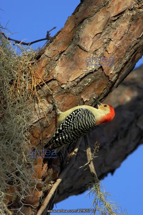 : Red Bellied Woodpecker : Red Bellied Woodpecker
