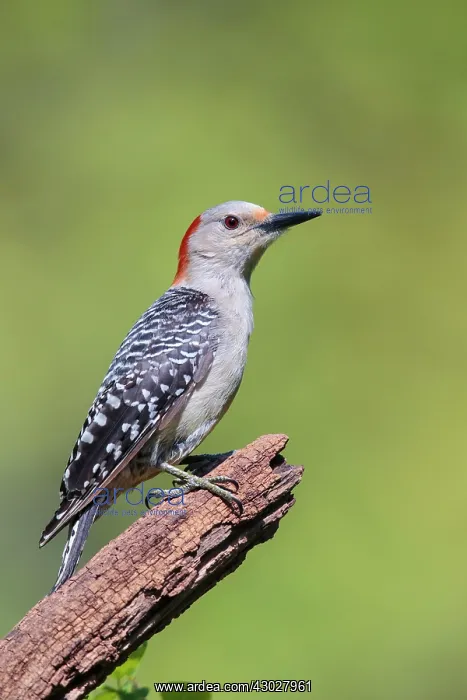 : Red-bellied Woodpecker : Red-bellied Woodpecker