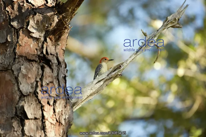 : Red-bellied Woodpecker : Red-bellied Woodpecker