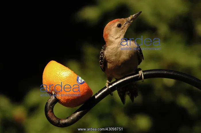 : Red-bellied Woodpecker : Red-bellied Woodpecker