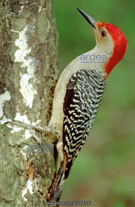 : Red Bellied Woodpecker : Red Bellied Woodpecker