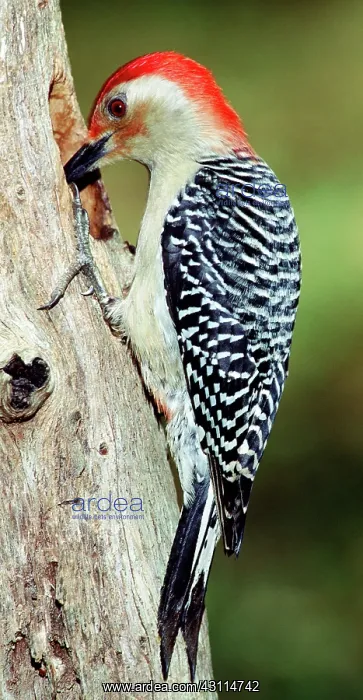 : Red Bellied Woodpecker : Red Bellied Woodpecker