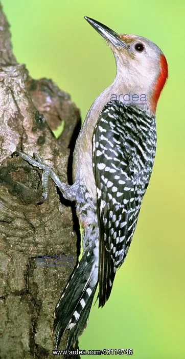 : Red Bellied Woodpecker : Red Bellied Woodpecker