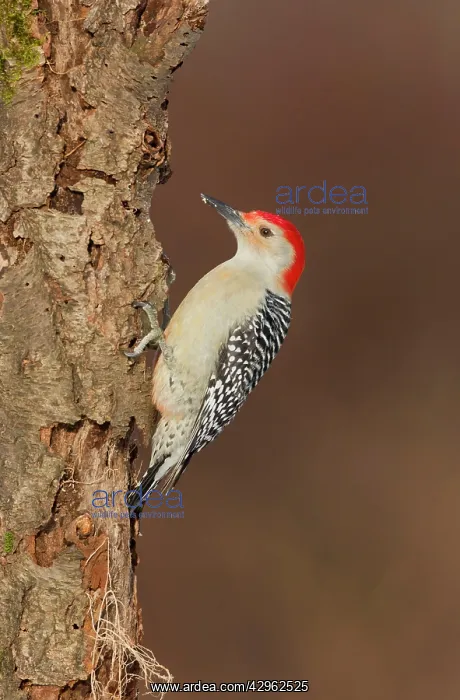 : Red-bellied Woodpecker - adult male in winter : Red-bellied Woodpecker - adult male in winter